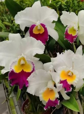 卡特兰V308 Rlc. Vigour Oriental Pearl东方明珠交优绮室内洋兰