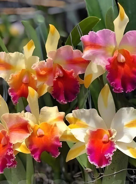 卡特兰魔术师 Rlc. Amazing Thailand大花四色复色室内庭院洋兰花