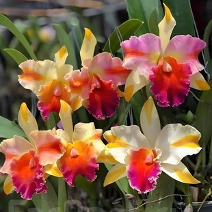 卡特兰魔术师带花苞 Rlc. Amazing Thailand大花四色复色室内庭院