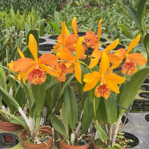 卡特兰库珀皇后Rby. Copper Queen 'H&R'开花苗 白拉索室内办公室
