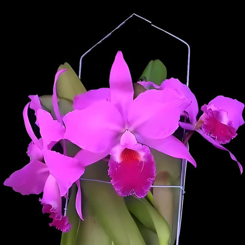 卡特兰原卡红拉比确定花色C. labiata var. rubra 清华一号