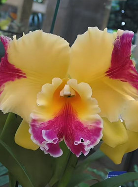 卡特兰Rlc.Hwa Yuan Grace ' 猫王经典黄插角大花室内办公室洋兰