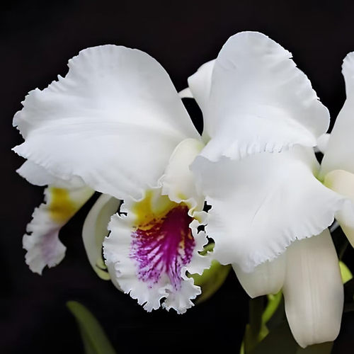 卡特兰原卡莫西C.mossiae  （semi-albaX coerulea）半白交蓝