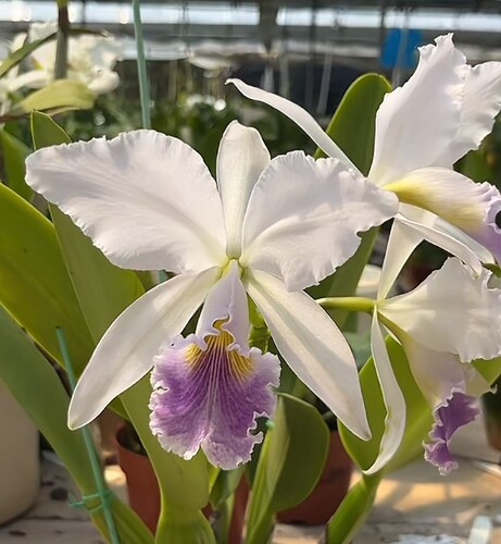 卡特兰蓝色瓦捏里C. warneri coerulea  x sib实生苗室内洋兰花卉