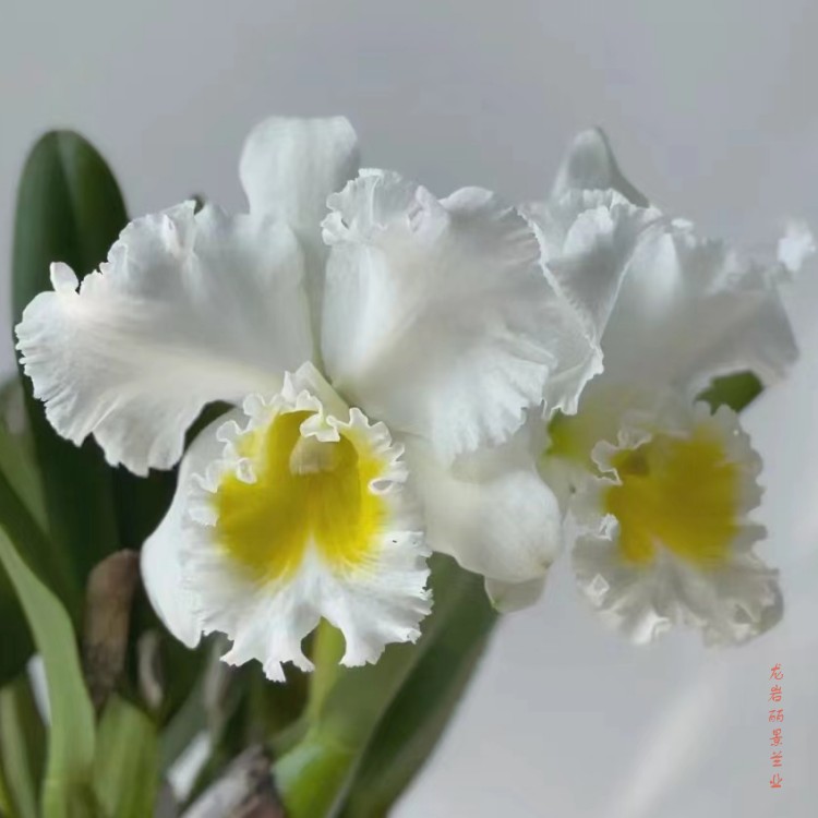 卡特兰Rlc.Burdekin Wonder 'Lakeland'AM/AO湖心岛 确定花色洋兰图片