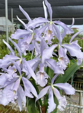 卡特兰C.maxima fma. coerulea  'Royal Blue'皇家蓝马室内洋兰花