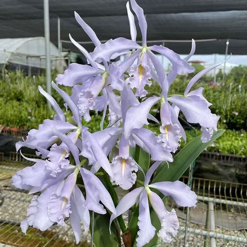 卡特兰C.maxima fma. coerulea  'Royal Blue'皇家蓝马室内洋兰花