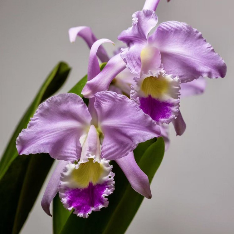 卡特兰粉嘎斯确定花色 C. gaskelliana母株原盆连体室内洋兰花