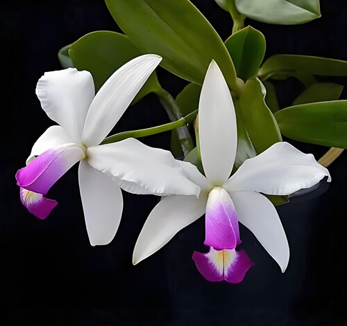 卡特兰原卡半白女神C. violaceafma.semi-alba x sib室内洋兰花卉