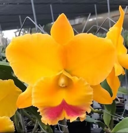 卡特兰Rlc. Chomthong Delight 'Yellow Watermelo黄西瓜确定花色图片