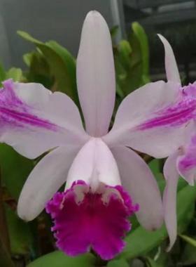 卡特兰C. intermedia flamea x sib 双叶原卡火焰纹英特