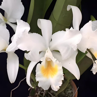 卡特兰舒罗C.schroederae fma.alba 'Hercules'x self 大力神