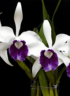 卡特兰原卡钢铁婆婆C. purpurata ‘Ferrea Lijing 8’洋兰花卉