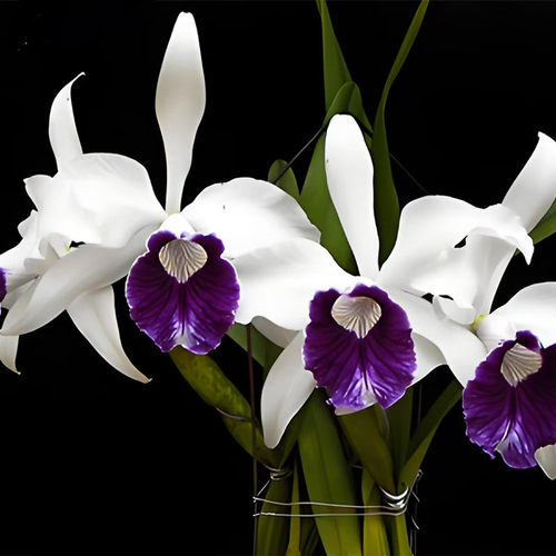 卡特兰原卡钢铁婆婆C. purpurata ‘Ferrea Lijing 8’洋兰花卉