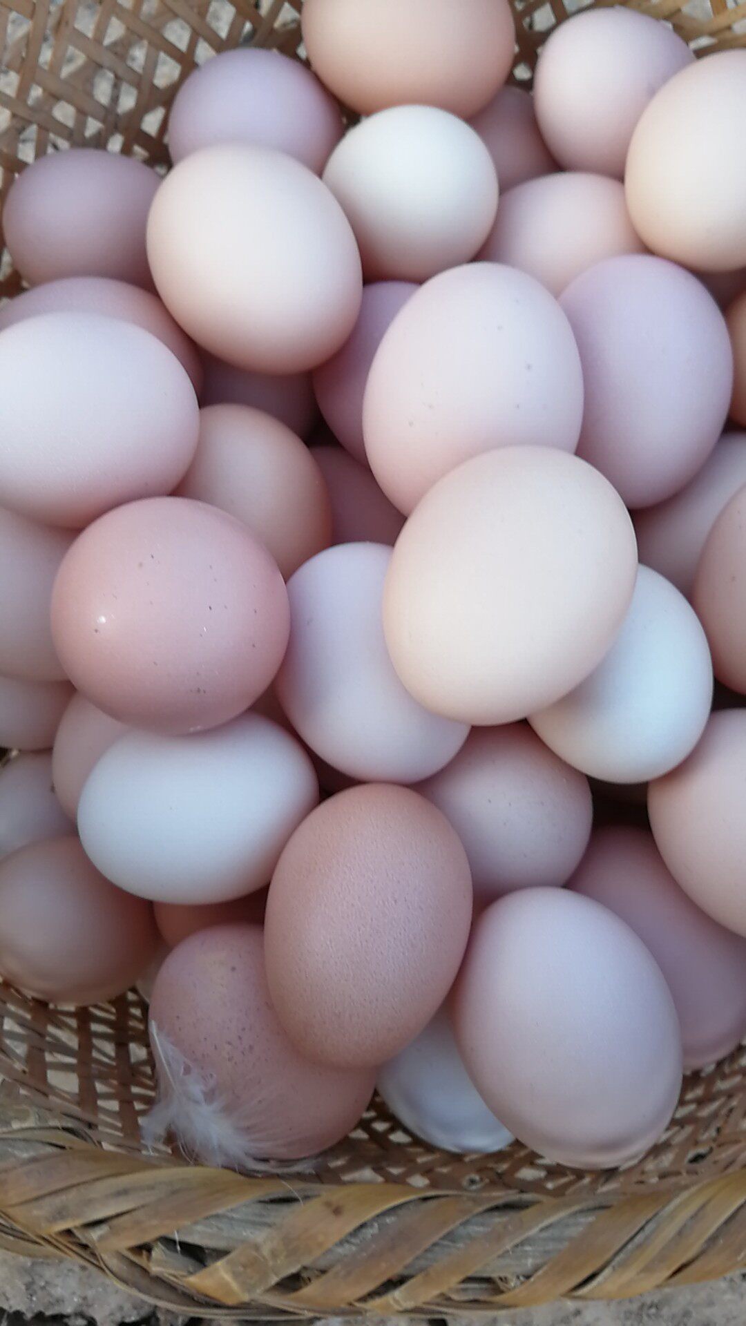 皖东王老头农家散养土鸡蛋草鸡蛋月子蛋无抗蛋