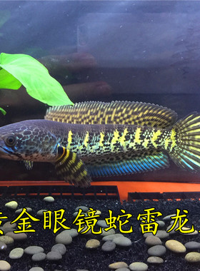 黄金眼镜蛇雷龙鱼活鱼观赏鱼凶猛钴蓝热带鱼鬼王蓝宝石可跟手互动