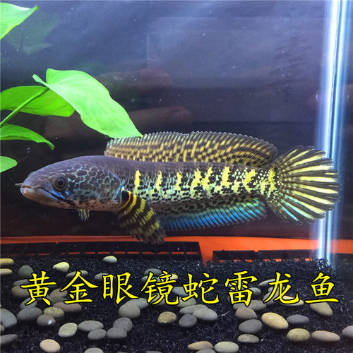 黄金眼镜蛇雷龙鱼蓝宝石热带鱼