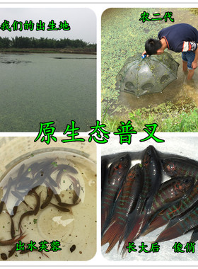 观赏鱼普叉鱼中国斗鱼中华国斗耐养活鱼淡水鱼小型鱼菩萨鱼盘离婆