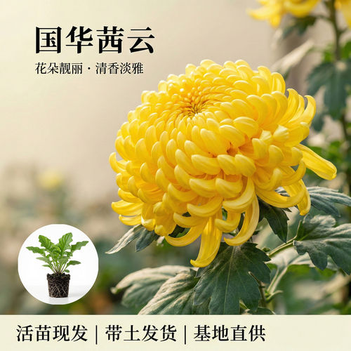 国华大菊花苗茜云花苗多年生宿根花卉阳台卧室庭院盆景四季开花