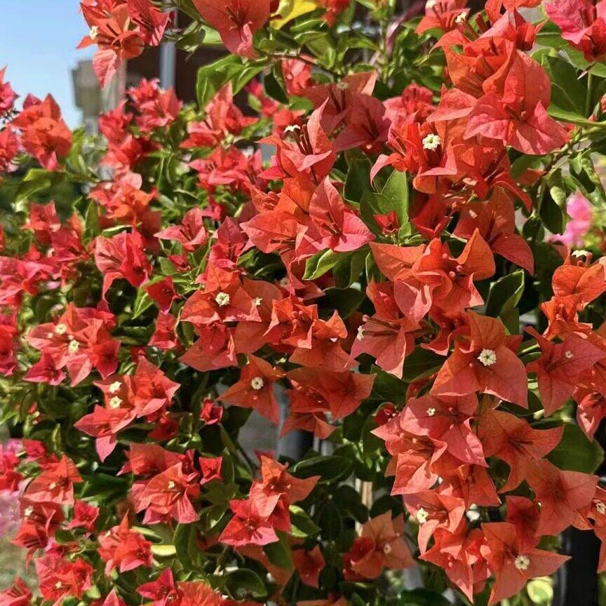 佩德罗三角梅盆栽四季开花树苗爬藤重瓣带原土漳红樱庭院勤花阳台