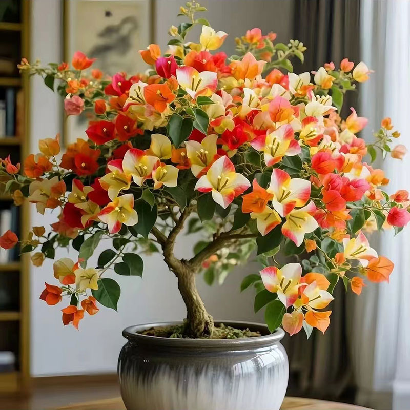 爆款三角梅树苗老桩盆栽