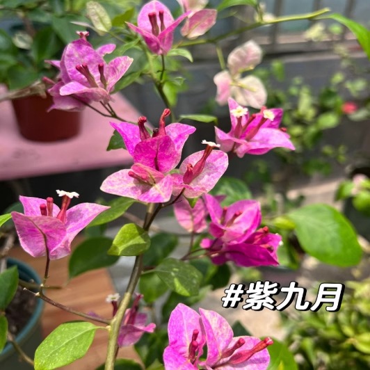 （紫九月）三角梅盆大苗好养易开花花卉基地不带花好养活四季开花