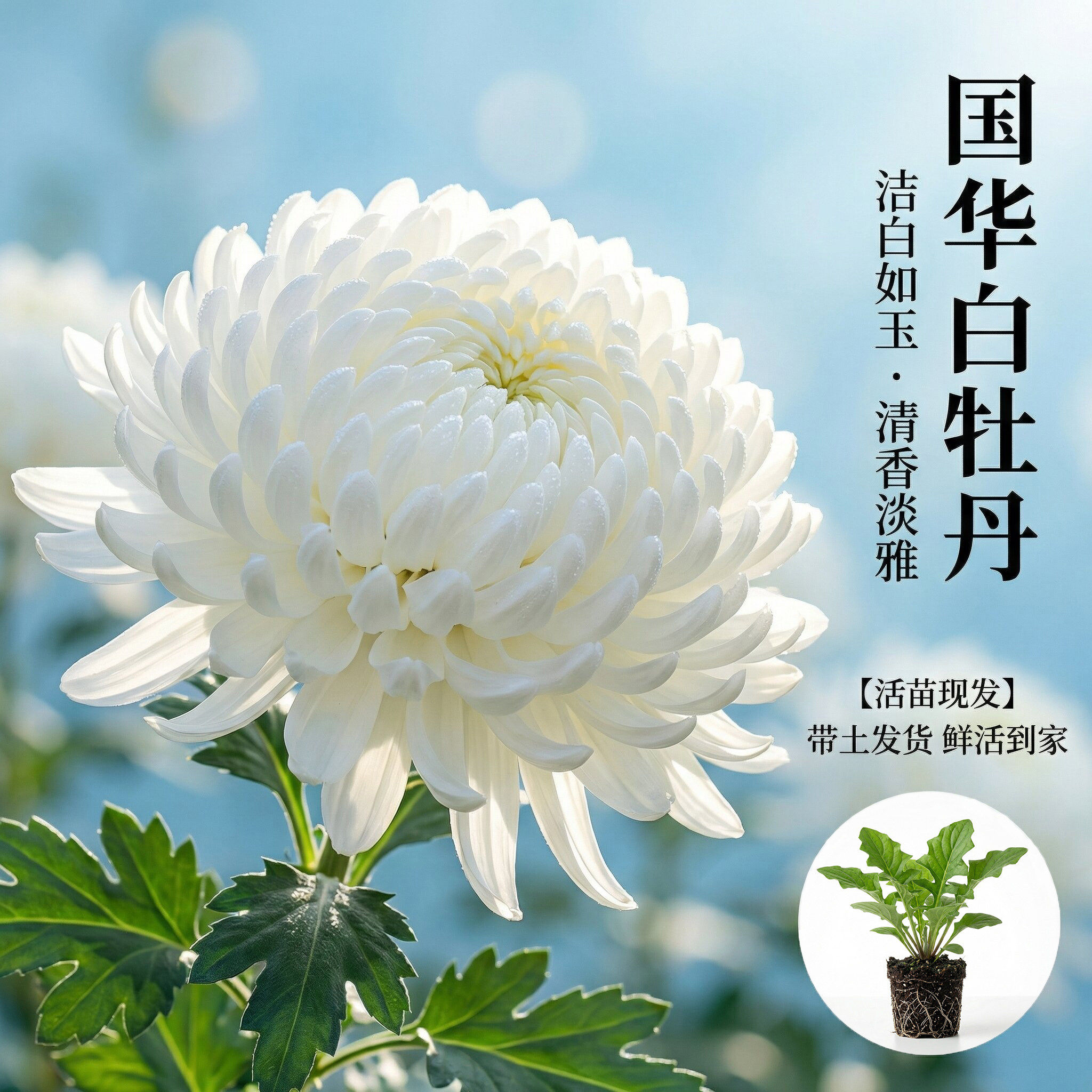 【国华白牡丹】大菊花苗独本菊花苗瑞云殿国华大菊系列狮子头菊图片