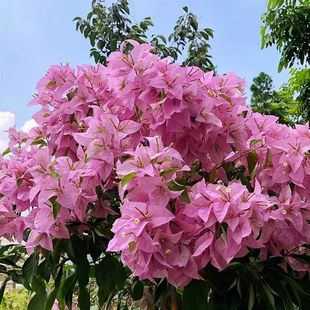 绿叶宫粉三角梅盆栽四季开花树苗爬藤重瓣带原土漳红樱庭院勤花