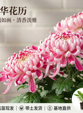 大菊花苗国华花历花苗多年生宿根花卉阳台卧室庭院盆景四季开花