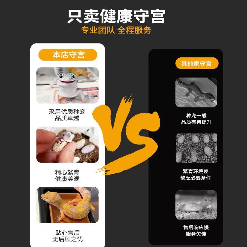 豹纹守宫小红书网红爬宠儿童易养蜥蜴宠物新手易养活物幼体小火龙
