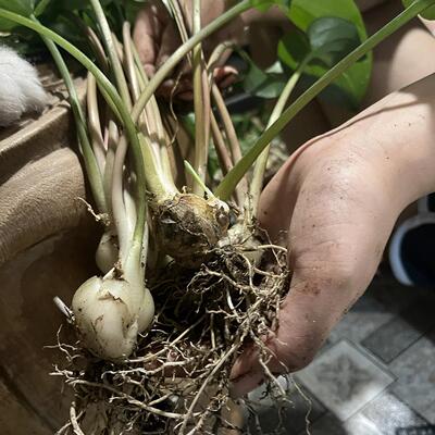 阔叶油点百合 桌面植物家庭办公室卧室 净化空气解压绿植好养易活