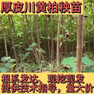 正宗川黄柏树苗厚皮树苗批发四川黄柏中药材苗木基地现挖直发小苗