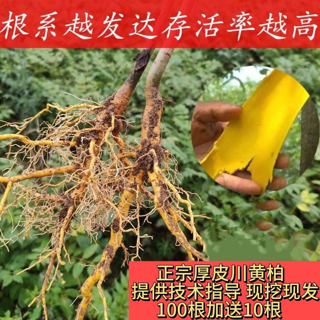 正宗四川厚皮黄柏树苗子批发中药材大叶黄柏树苗黄柏种苗黄柏苗木