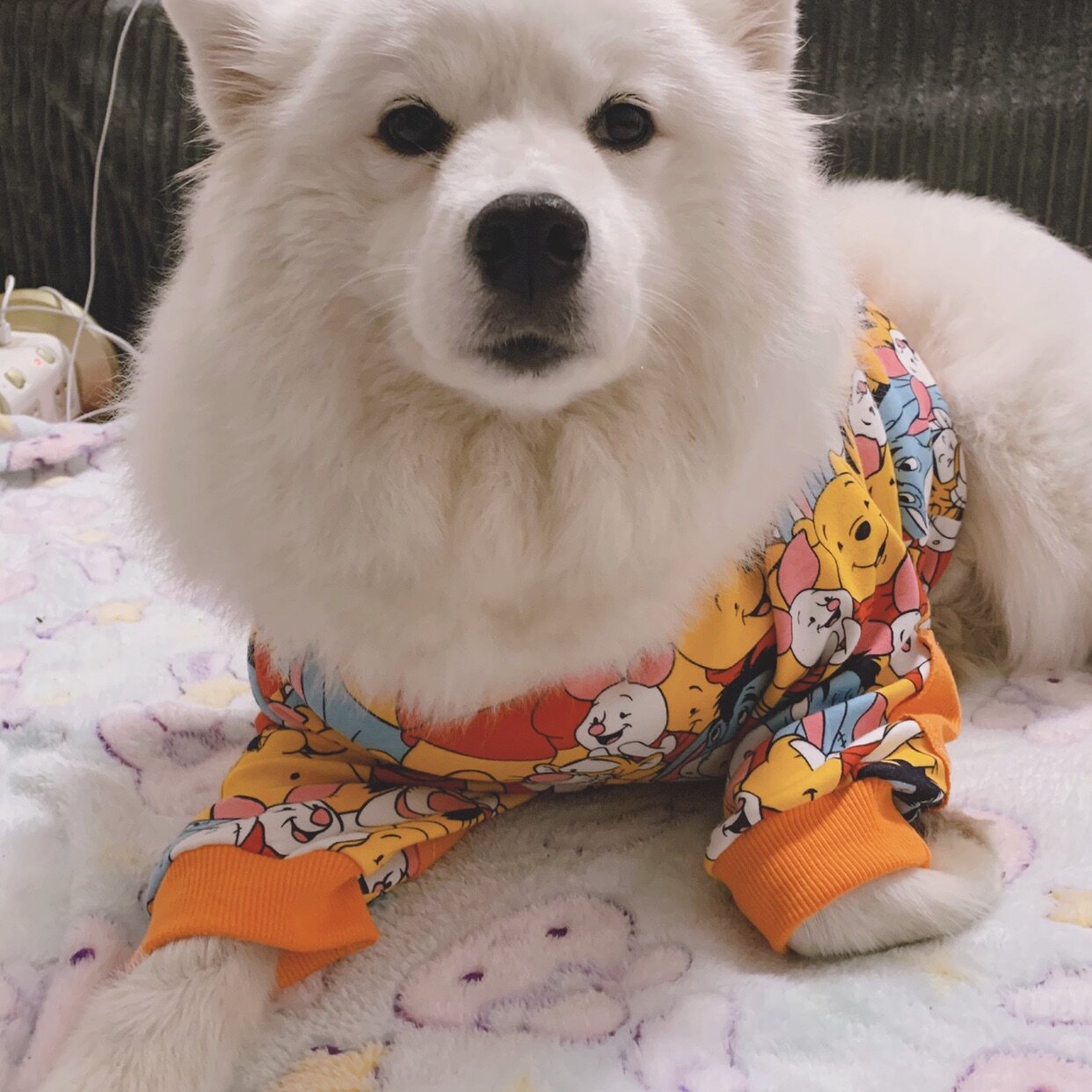 中大型犬狗衣服两脚印花纯棉宠物短袖卫衣秋冬款萨摩耶拉布拉多