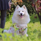 宠物衣服大狗纯棉无袖 防紫外线防掉毛透气萨摩背心 中大型犬春秋款