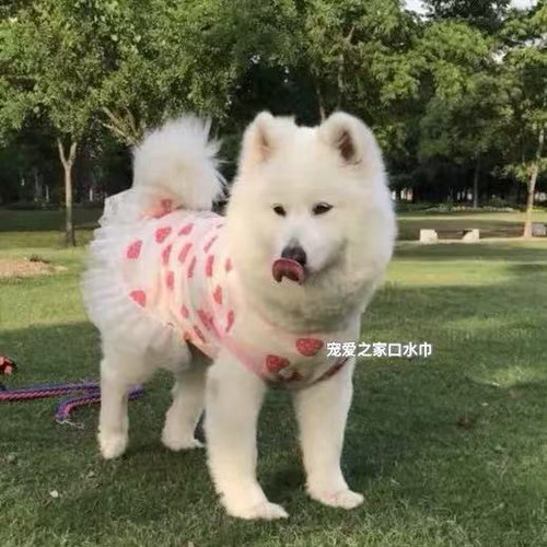 宠物大狗衣服中大型犬透气防掉毛防晒网纱萨摩金毛夏季薄款背心裙