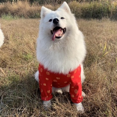 宠物狗狗中大型犬过年拜新年衣服百福四脚两脚护肘关节纯棉萨摩耶