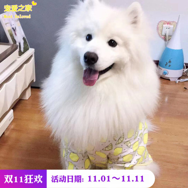 宠物衣服中大型犬短袖春秋款T恤室内家居外出可当睡衣纯棉A类布料