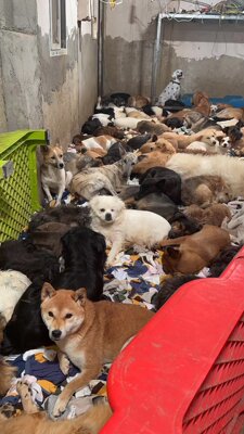 爱心狗粮直达小院帮助这些流浪狗有一个遮风避雨解决温饱的地方