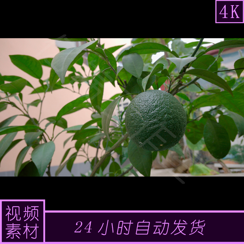 4k原创桔子柑橘青桔子水果实拍视频素材