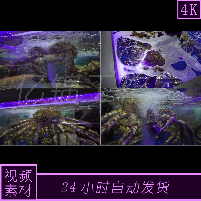 4k原创帝王蟹海鲜视频素材