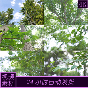 4k原创银杏树公孙树绿色植物视频素材