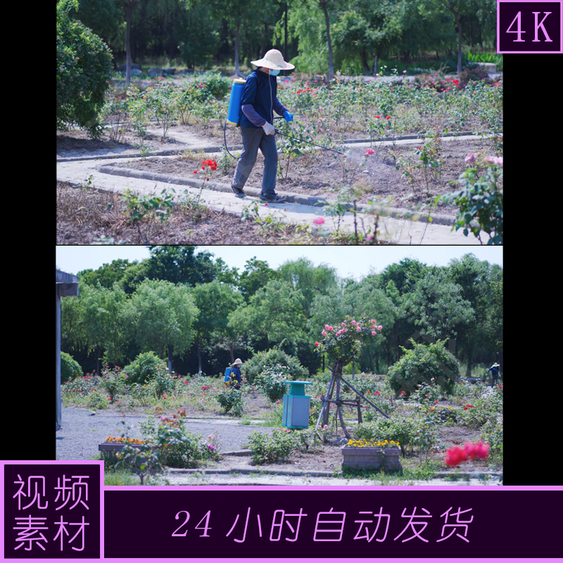 4k原创园林物业园林作业植物园浇花护林视频素材