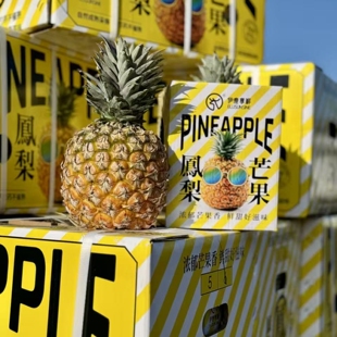 海南芒果凤梨脆甜多汁芒果香味凤梨海南金钻凤梨现摘现发礼盒顺丰