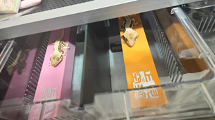 含2根带bling闪闪LOGO爬宠爬棍31.5cm超厚 定制 巨人睫角盖勾亚