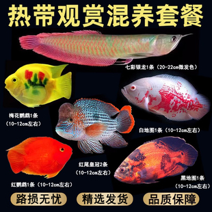 地图鱼招财鱼鹦鹉银龙鱼热带观赏鱼混养套餐中大型鱼热带鱼饲料