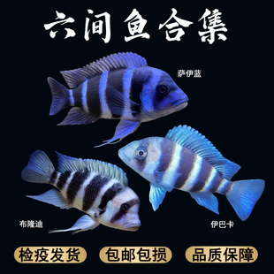 萨伊蓝六间布隆迪六间鱼伊巴卡六间鱼热带三湖慈鲷活体热带观赏鱼