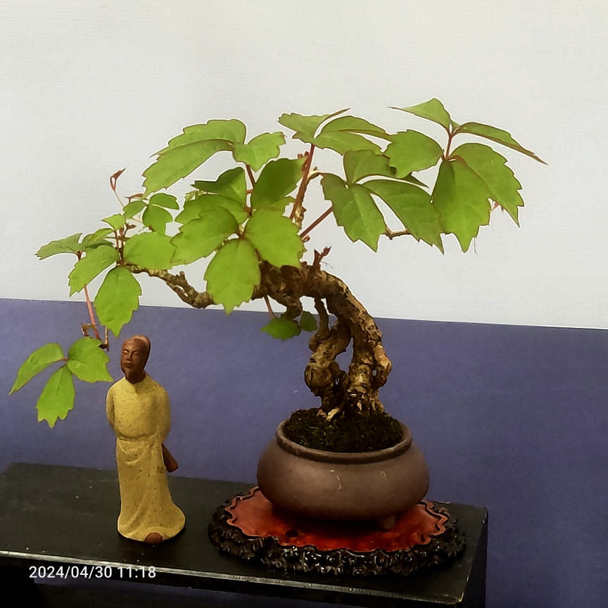 枯木逢春小桩三叶微型盆景