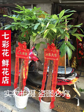 发财树摇钱树武汉开业盆景乔迁绿植客厅办公室大型植物武汉同城