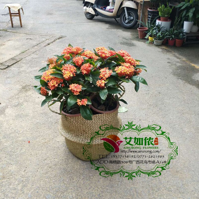 南宁园林绿化会场布置绿植 龙船花木绣球花卉 阳台花坛观花植物